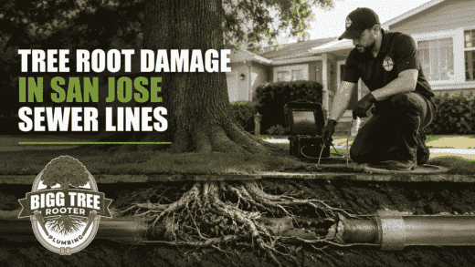tree root sewer damage San Jose